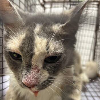 Amy -  American Shorthair Cat for Adoption in Lufkin, Texas - Amy | PetCurious