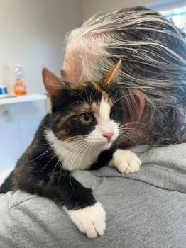 Domestic Short Hair Cats Available for Adoption - Kitten - Cocoa | PetCurious