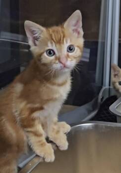 Shrimp -  Domestic Short Hair Cat for Adoption in San Jose, California - Shrimp | PetCurious