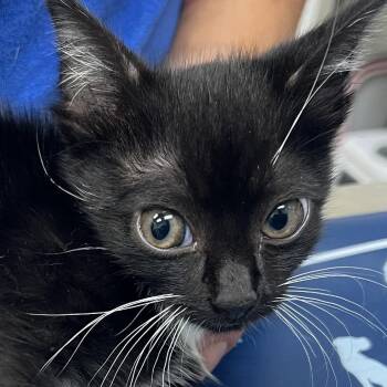 Fisher -  Domestic Short Hair Cat for Adoption in Galveston, Texas - Fisher | PetCurious