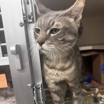 Scooby -  Domestic Short Hair Cat for Adoption in Wheeling, Illinois - Scooby | PetCurious