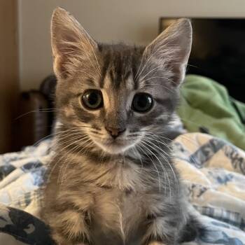 Betty Davis -  Domestic Short Hair Cat for Adoption in Bentonville, Arkansas - Betty Davis | PetCurious