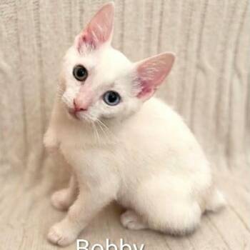 Bobby - 1 Blue 1 Green Eye - Beautiful -  Domestic Short Hair Cat for Adoption in Wyandotte, Michigan - Bobby - 1 Blue 1 Green Eye - Beautiful | PetCurious