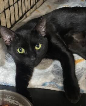 Domestic Short Hair Cats Available for Adoption in Billings, Montana - Jones | PetCurious