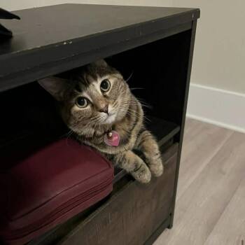 Faith -  Domestic Short Hair Cat for Adoption in Raleigh, North Carolina - Faith | PetCurious