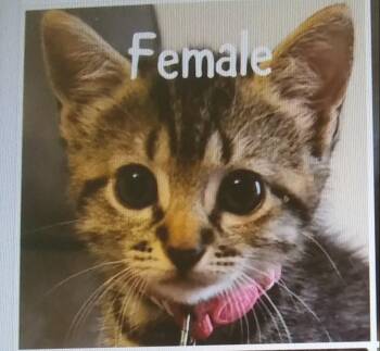 Lib (At Petsense Rincon) -  Domestic Short Hair Cat for Adoption in PORT WENTWRTH, Georgia - Lib (At Petsense Rincon) | PetCurious