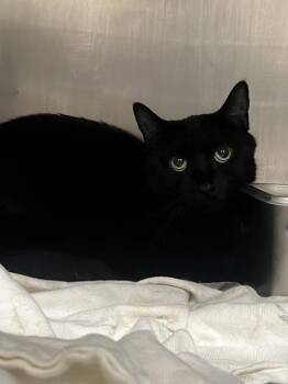 BABY GIRL -  Domestic Short Hair Cat for Adoption in Las Vegas, Nevada - BABY GIRL | PetCurious