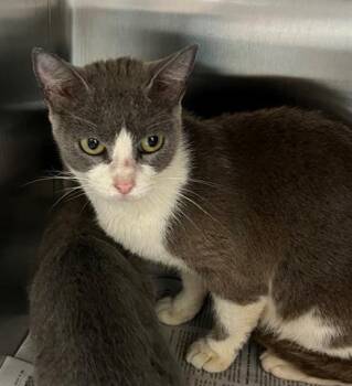 Domestic Short Hair Cats Available for Adoption in Houston, Texas - KATIE | PetCurious