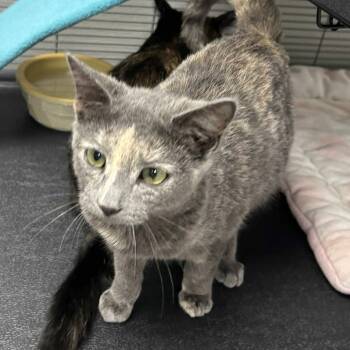 Rescue Domestic Short Hair Cats for Adoption in Hannibal, Missouri - Cookie | PetCurious