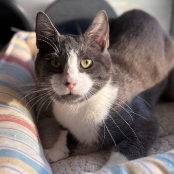 TATO -  Domestic Short Hair Cat for Adoption in Westminster, Maryland - TATO | PetCurious