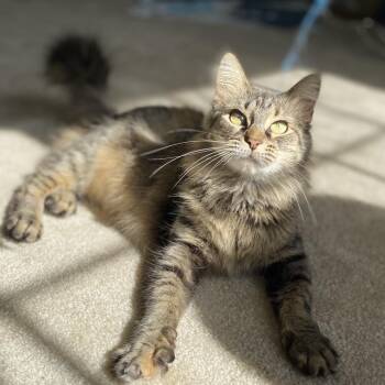 Domestic Medium Hair Cats Available for Adoption in Silver Spring, Maryland - Sylivia "Sylz" | PetCurious