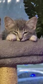 Ira -  Domestic Short Hair Cat for Adoption in Hinckley, Illinois - Ira | PetCurious