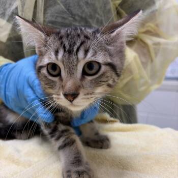 Brown -  Domestic Long Hair Cat for Adoption in Murray, Utah - Brown | PetCurious
