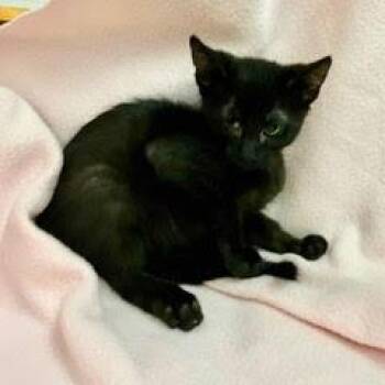 Rescue Domestic Short Hair Cats for Adoption in Green Valley, Arizona - Rhumba | PetCurious