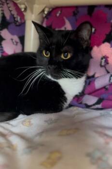 Domestic Short Hair Cats Available for Adoption - Lucykins | PetCurious