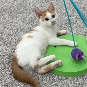Tweety -  Domestic Short Hair Cat for Adoption in Potomac, Maryland - Tweety | PetCurious