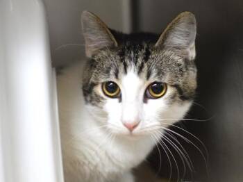 Domestic Short Hair Cats Available for Adoption - Fish | PetCurious