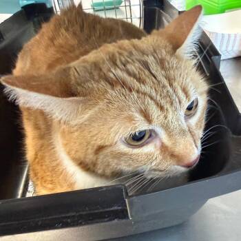 Domestic Short Hair Cats Available for Adoption - Ginger | PetCurious
