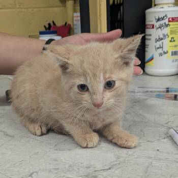 Domestic Short Hair Cats Available for Adoption in Huntsville, Arkansas - Master Squawk | PetCurious
