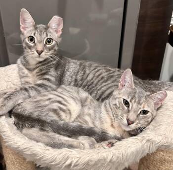 Savannah and Tabby Cats Available for Adoption in Manalapan Township, New Jersey | PetCurious