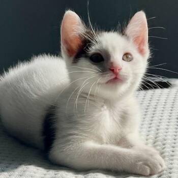 Big Bite -  Domestic Short Hair Cat for Adoption in Riverside, California - Big Bite | PetCurious