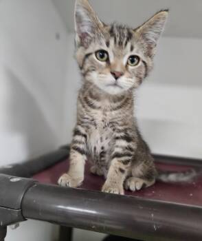 Spiro -  Domestic Short Hair Cat for Adoption in Huntington, Indiana - Spiro | PetCurious