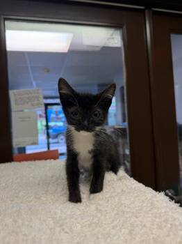 Harbor -  Domestic Short Hair Cat for Adoption in Lovingston, Virginia - Harbor | PetCurious