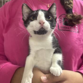 Figaro 29833 -  Domestic Short Hair Cat for Adoption in Middleburg, Florida - Figaro 29833 | PetCurious