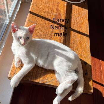 Rescue Siamese Cats for Adoption in Union, Missouri - Fancy Nancy | PetCurious