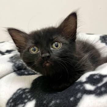 Goldie -  Domestic Medium Hair Cat for Adoption in Riverwoods, Illinois - Goldie | PetCurious