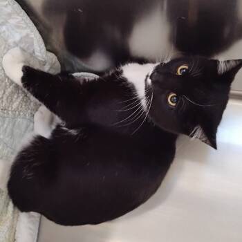 Rescue Domestic Short Hair Cats for Adoption in Cedaredge, Colorado - Stache | PetCurious