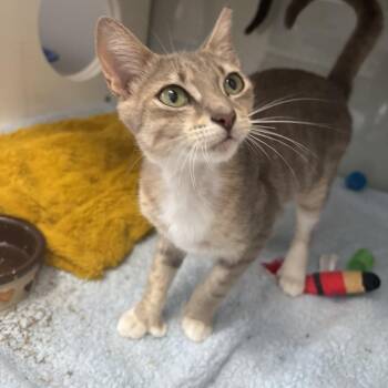 Goldberry -  Domestic Short Hair Cat Available for Adoption in Jupiter, Florida - Goldberry | PetCurious