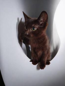Finley -  Domestic Short Hair Cat for Adoption in North Richland Hills, Texas - Finley | PetCurious