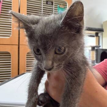 Pineapple -  Domestic Medium Hair Cat for Adoption in Idaho Falls, Idaho - Pineapple | PetCurious