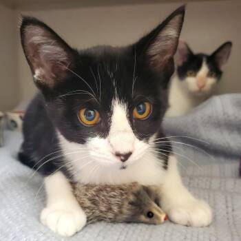 Hestia -  Domestic Short Hair Cat for Adoption in Oshkosh, Wisconsin - Hestia | PetCurious