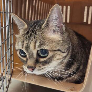 Domestic Short Hair Cats Available for Adoption in Chattanooga, Tennessee - Lily | PetCurious