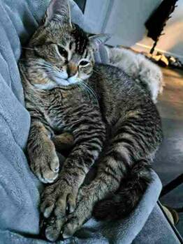Kupara -  Domestic Short Hair Cat for Adoption in Anchorage, Alaska - Kupara | PetCurious