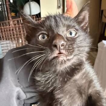 Wes -  Domestic Short Hair Cat for Adoption in Newark, New Jersey - Wes | PetCurious