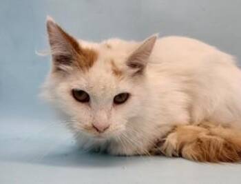 Marsh -  Domestic Short Hair Cat for Adoption in Golden Valley, Minnesota - Marsh | PetCurious
