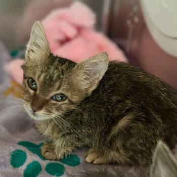TWEETIE -  Domestic Short Hair Cat for Adoption in Riverside, California - TWEETIE | PetCurious