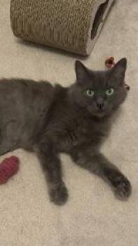 Catalina -  Nebelung and Domestic Long Hair Cat for Adoption in Cobourg, Ontario - Catalina | PetCurious