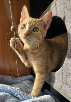 Domestic Short Hair Cats Available for Adoption - MacGyver | PetCurious
