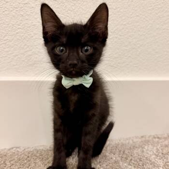 MakeMake -  Domestic Short Hair Cat for Adoption in Bentonville, Arkansas - MakeMake | PetCurious