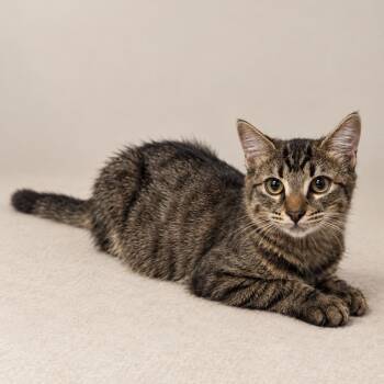 Jack II -  Domestic Short Hair Cat for Adoption in Houston, Texas - Jack II | PetCurious