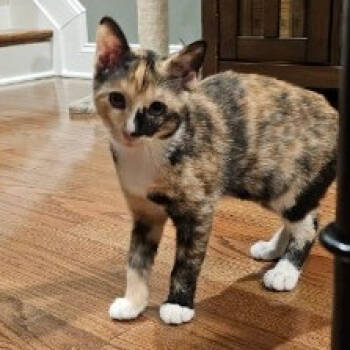 Rescue American Shorthair Cats for Adoption in Reisterstown, Maryland - Pixie | PetCurious