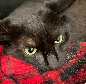 Onyx -  Domestic Short Hair Cat for Adoption in Cambridge, Maryland - Onyx | PetCurious