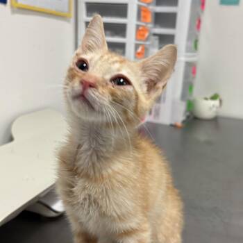 Ant -  Domestic Short Hair Cat for Adoption in Edinburg, Texas - Ant | PetCurious