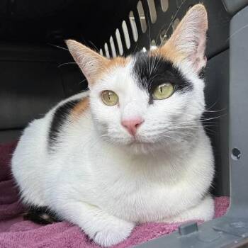 Millie -  Domestic Short Hair Cat for Adoption in Huntsville, Alabama - Millie | PetCurious