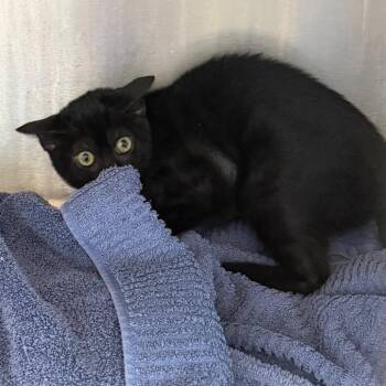 Babushka -  Domestic Short Hair Cat for Adoption in Englewood, Florida - Babushka | PetCurious