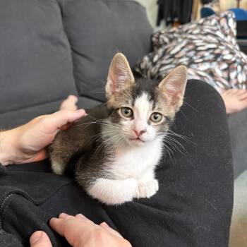 Fig -  Domestic Short Hair Cat Available for Adoption in San Francisco, California - Fig | PetCurious